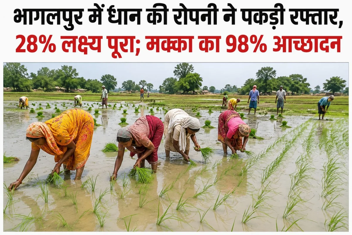 भागलपुर में धान की रोपनी ने पकड़ी रफ्तार, 28% लक्ष्य पूरा; मक्का का 98% आच्छादन