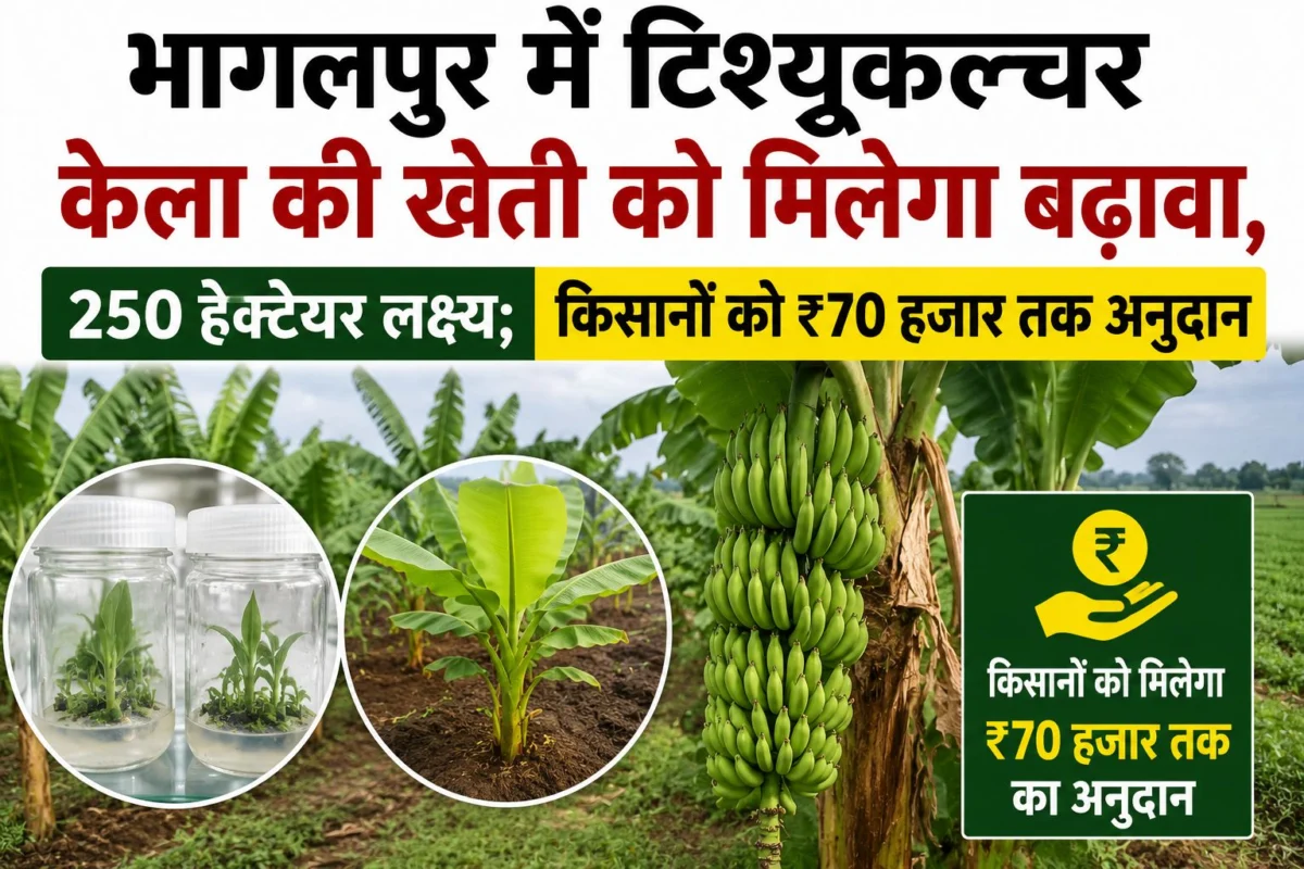 भागलपुर में टिश्यूकल्चर केला की खेती को मिलेगा बढ़ावा, 250 हेक्टेयर लक्ष्य; किसानों को ₹70 हजार तक अनुदान